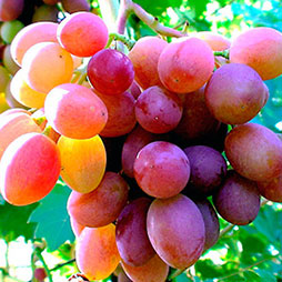 Cадоводство и виноградарство