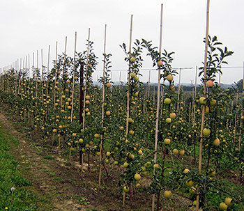 Интенсивный яблоневый сад и плодовый ресурс